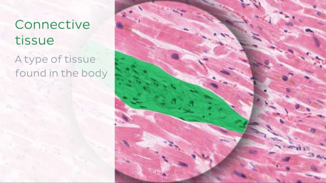 Loose connective tissue