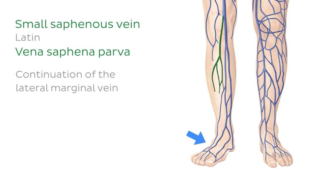 Veins of the cardiovascular system