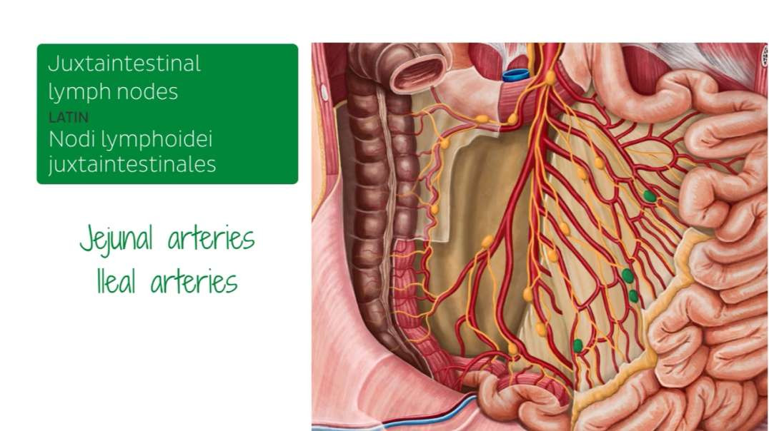 Lymph nodes of the small intestine