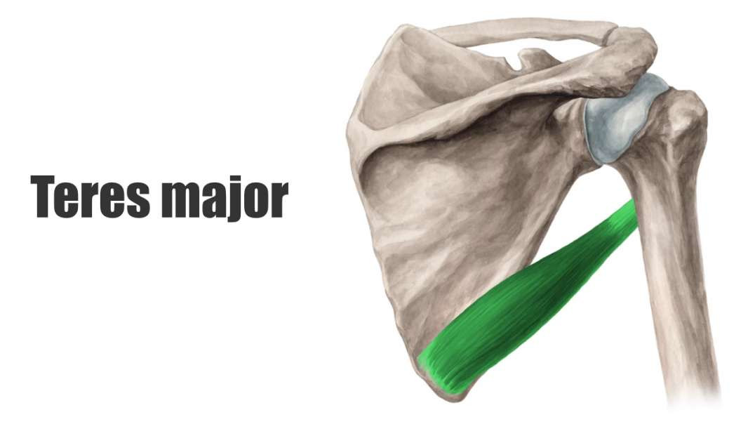 Teres major