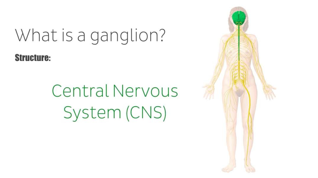 What is a ganglion