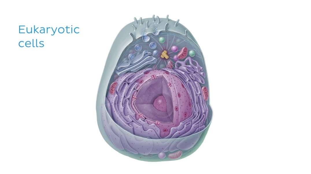 Eukaryotic Cell