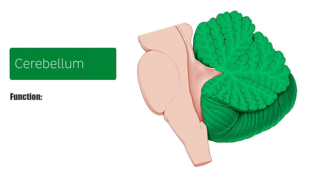 Cerebellum
