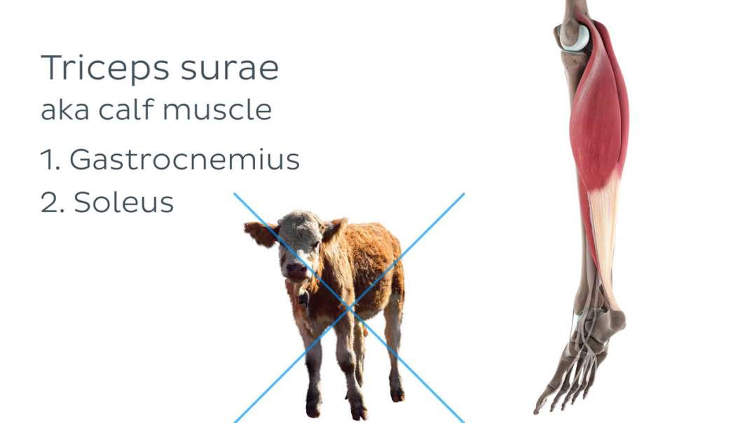Functions of the gastrocnemius muscle