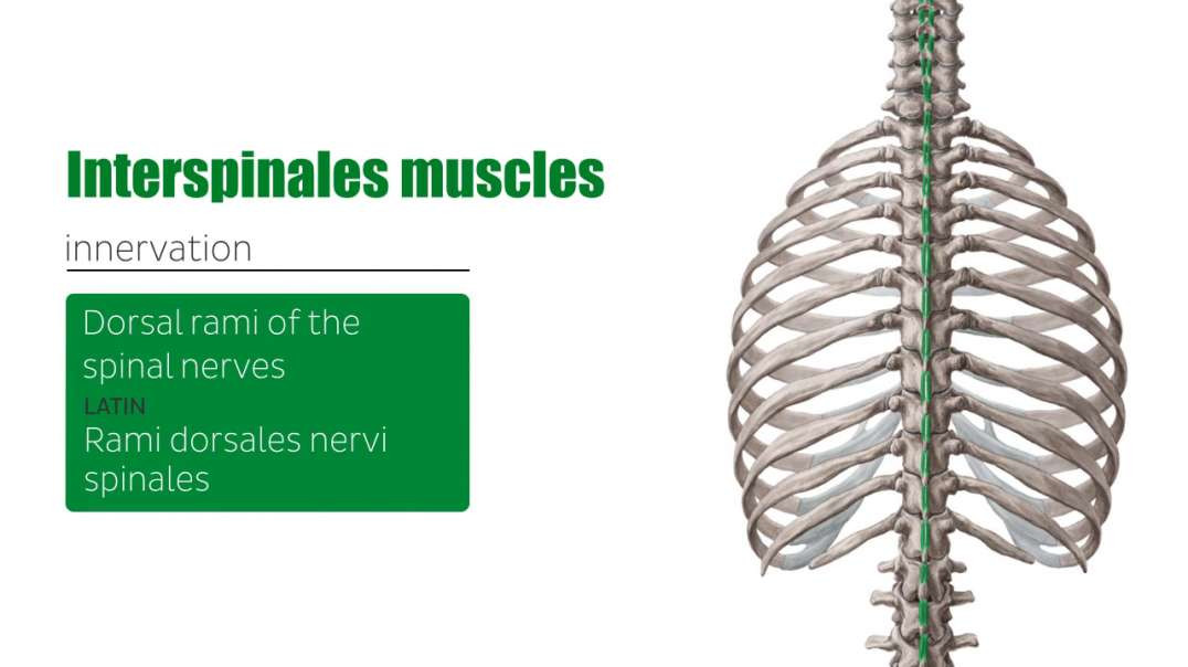 Intrinsic muscles of the back medial tract