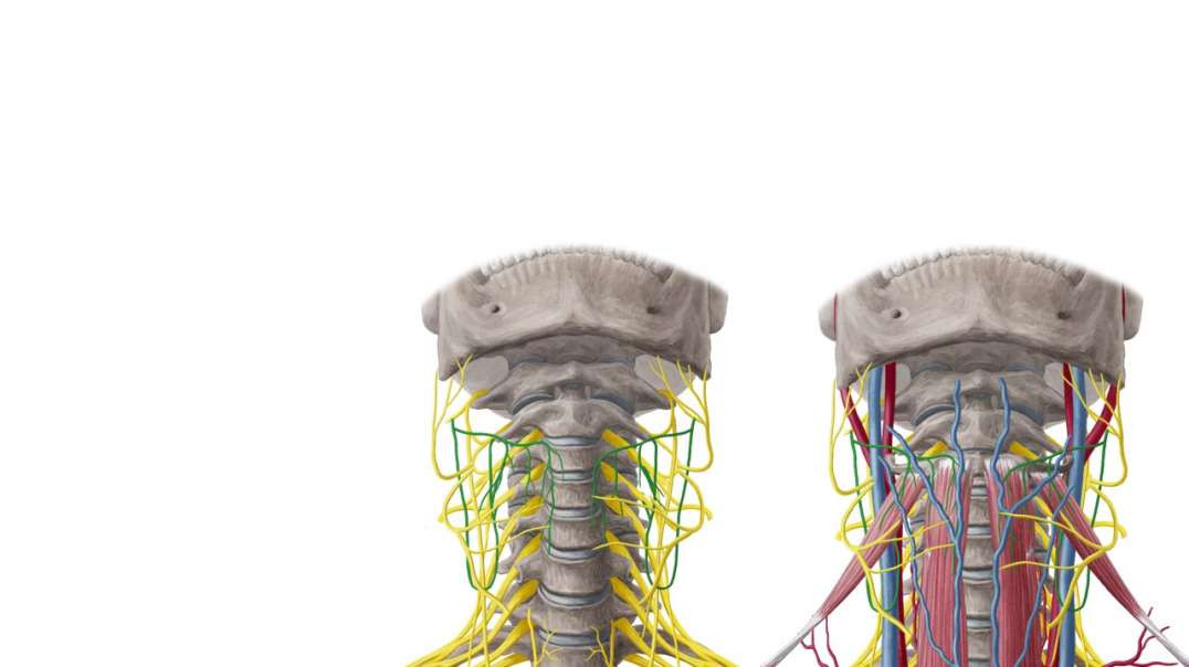 Sternothyroid muscle