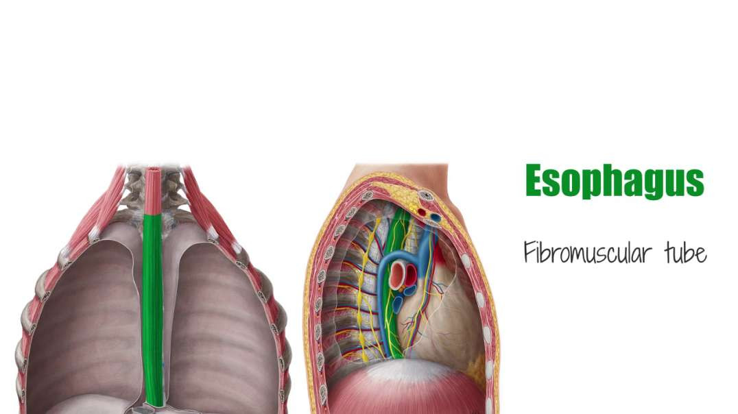 Esophagus