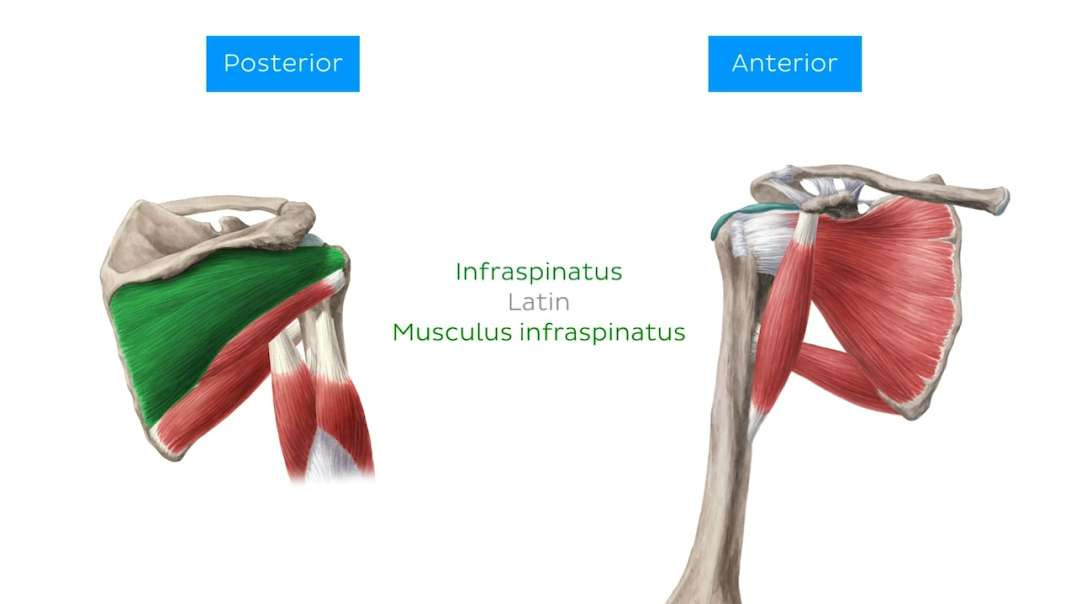 Rotator cuff muscles