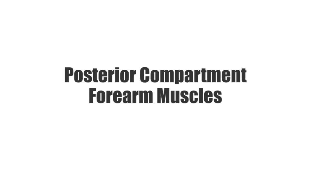 Posterior Compartment of Forearm Muscles