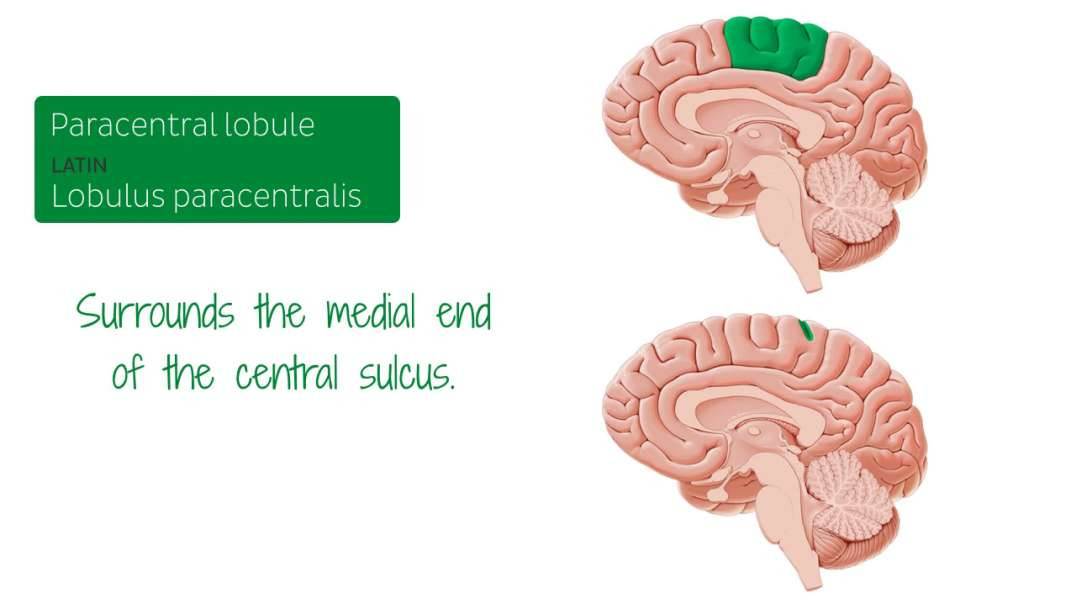 Medial view of the brain