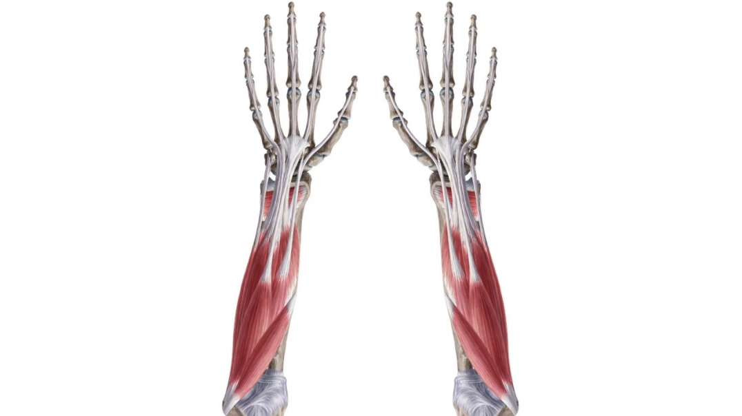 Anterior Compartment Forearm Muscles