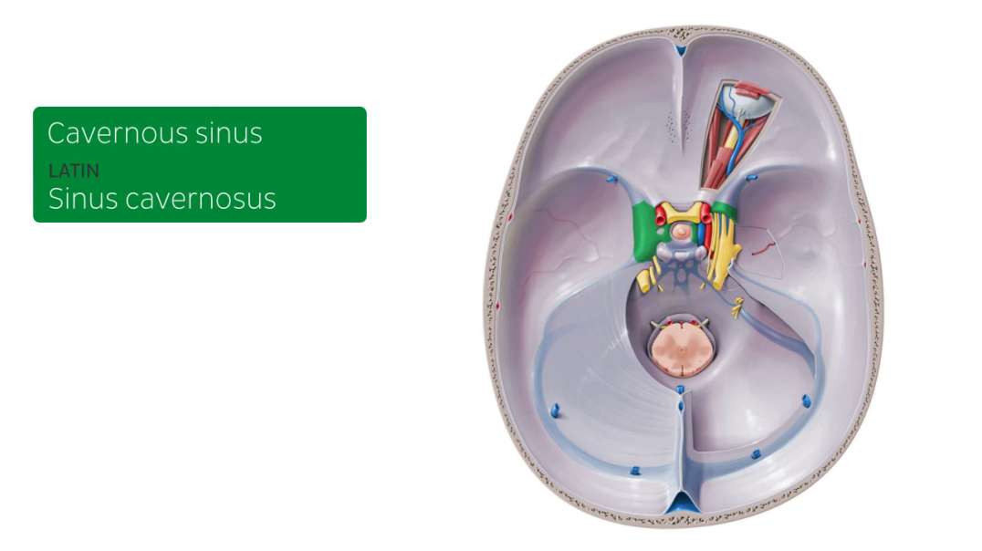 Dural venous sinuses