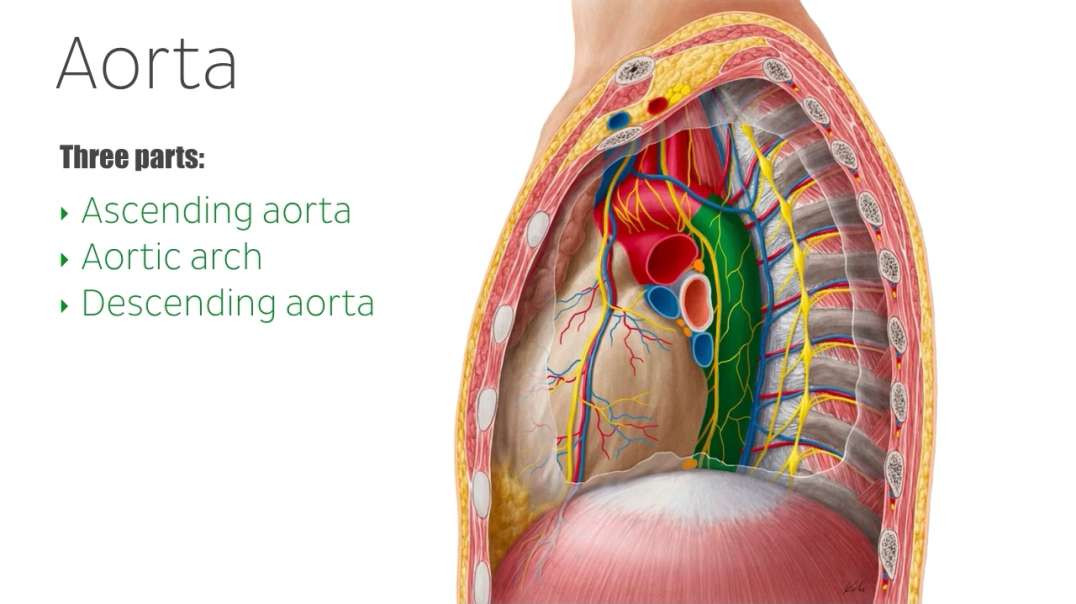 Arteries of the thorax