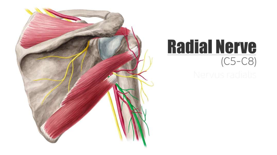 Radial nerve