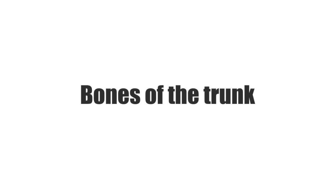 Bones of the trunk