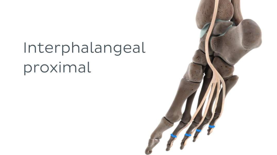 Functions of the flexor digitorum longus muscle