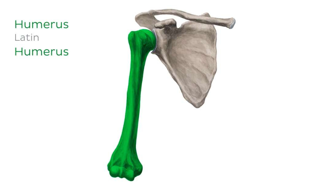 Humerus and scapula
