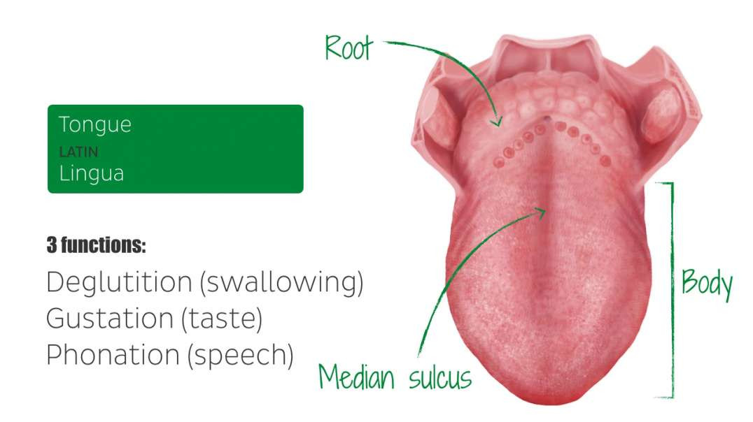 Muscles of the tongue