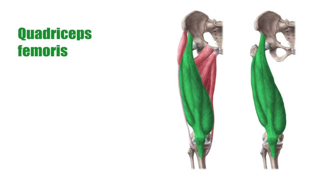 Anterior thigh muscles