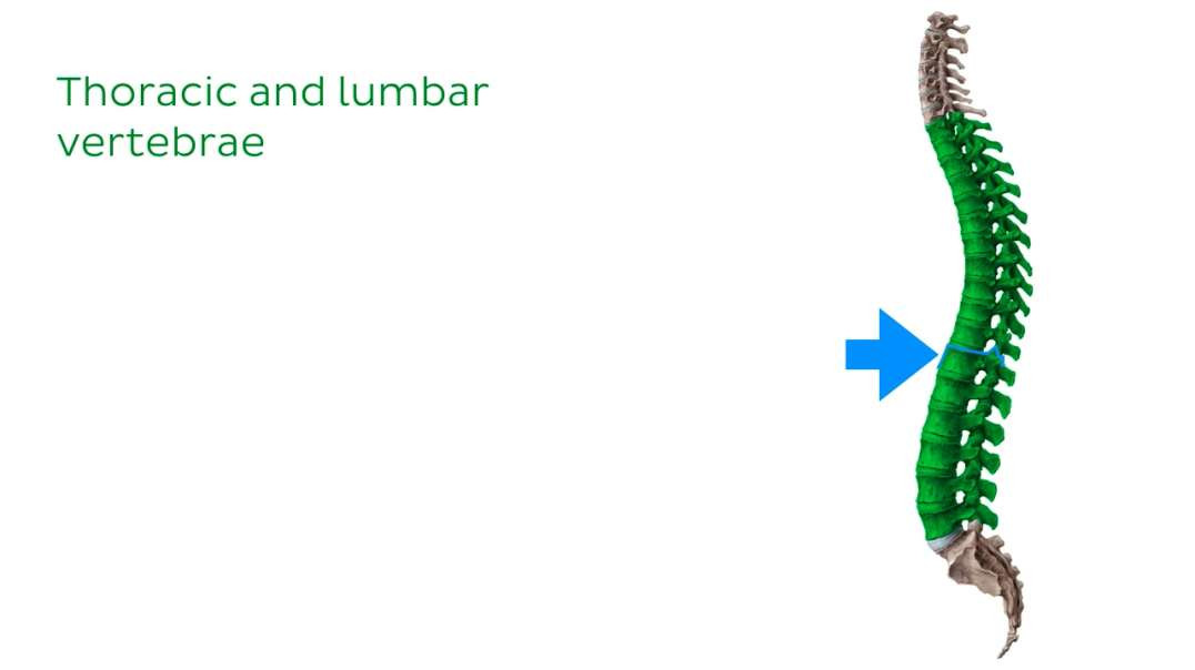 Thoracic and Lumbar spines