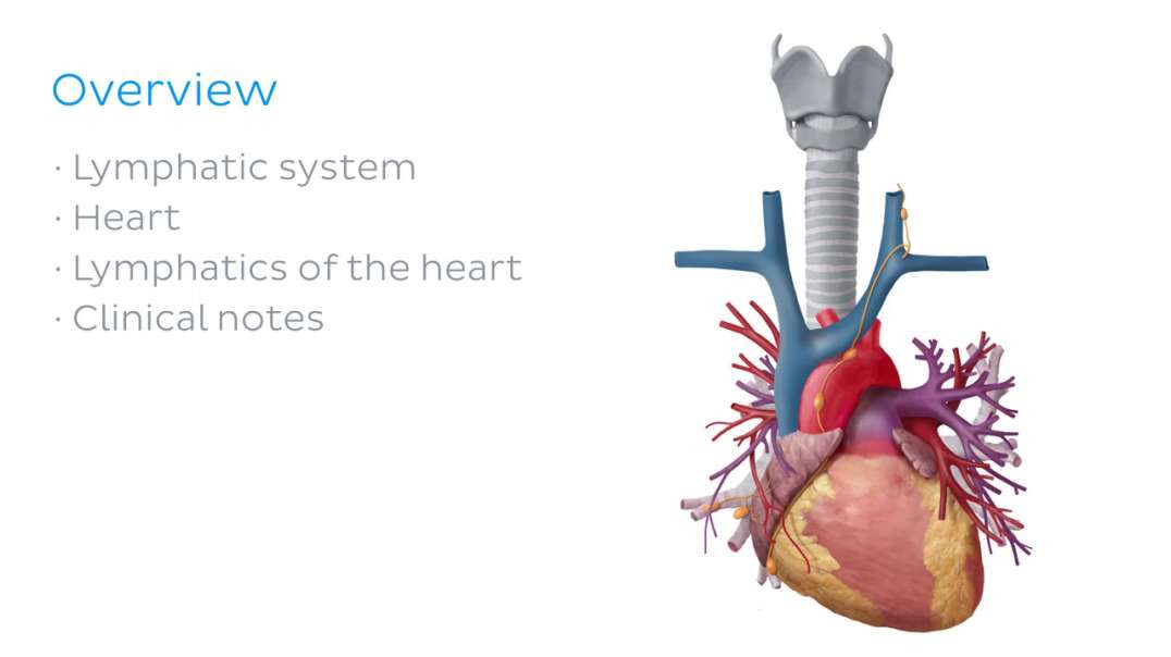 Lymphatics of the heart
