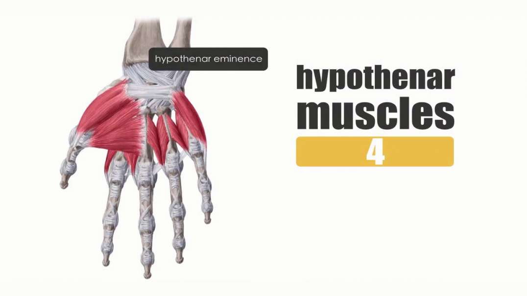 Hypothenar muscles
