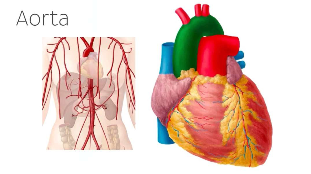 Arteries of the thorax