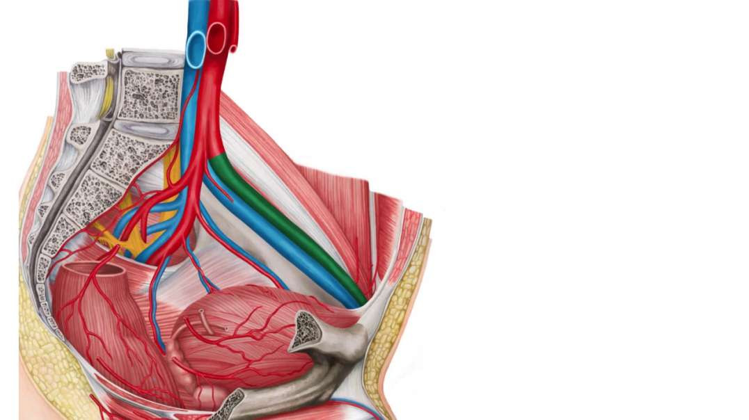 Blood vessels of male pelvis