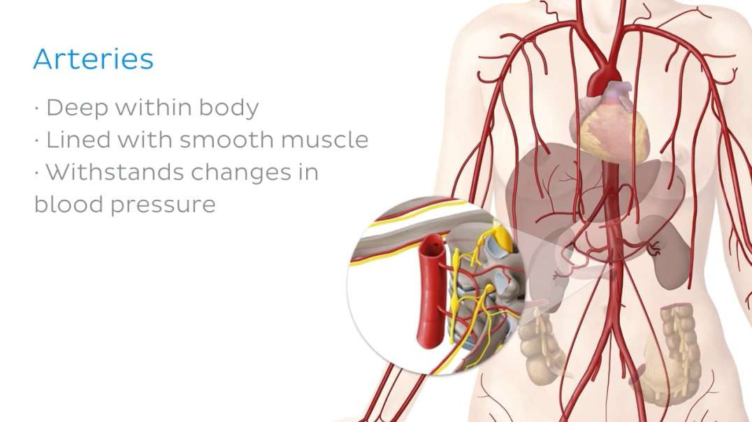 Arteries of the cardiovascular system