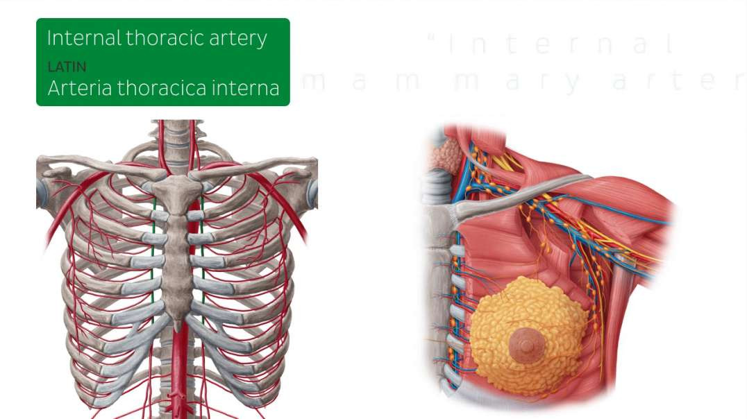 blood vessels of female breast