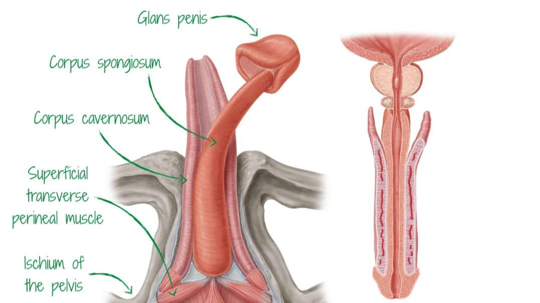 Penis and male urethra