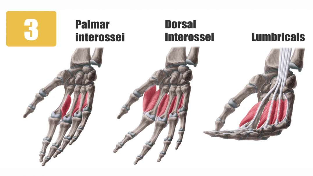 Metacarpal muscles