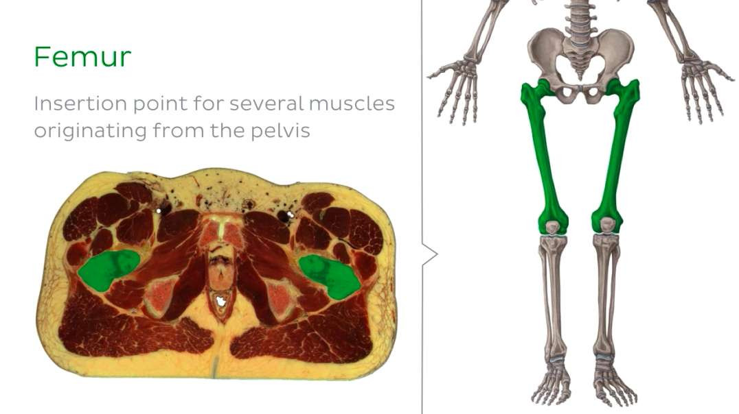 Quadratus femoris muscle level