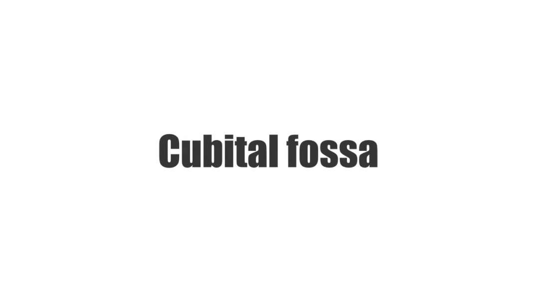 Cubital fossa