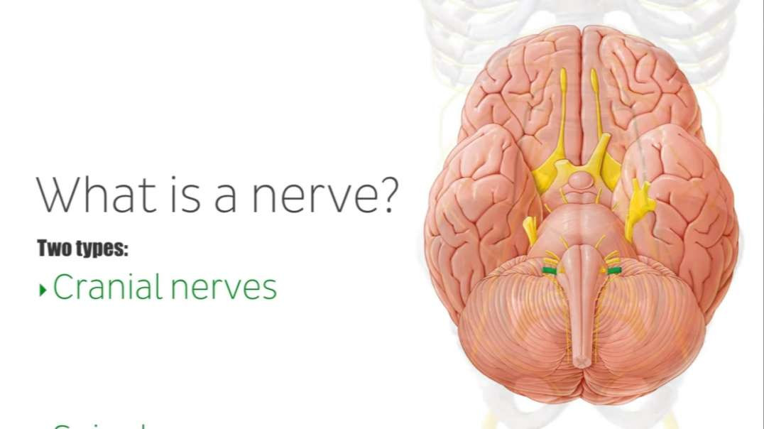 Main nerves of the upper extremity
