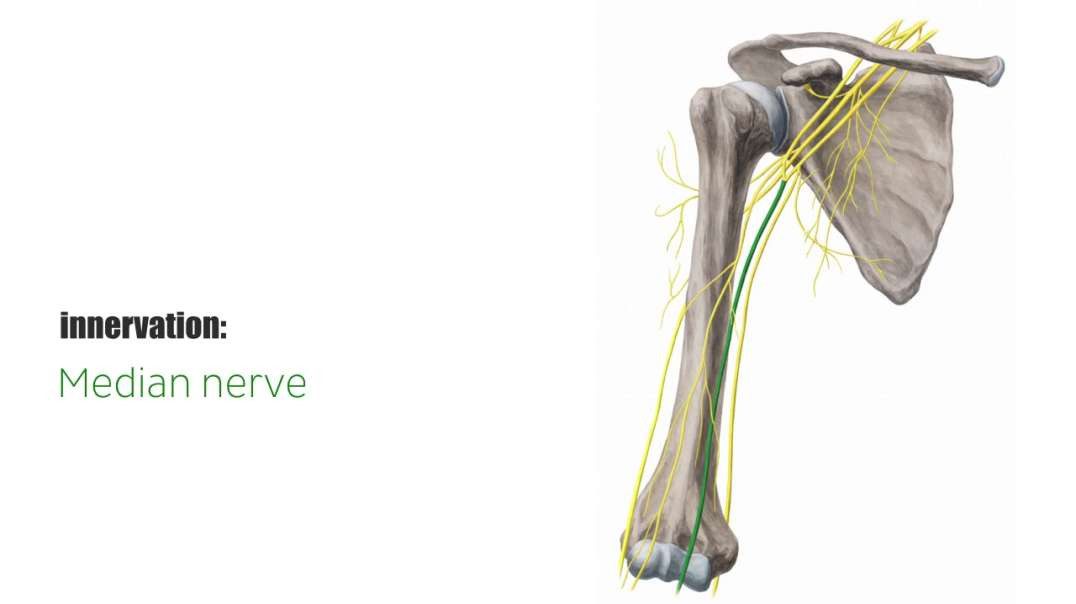 Pronator quadratus muscle