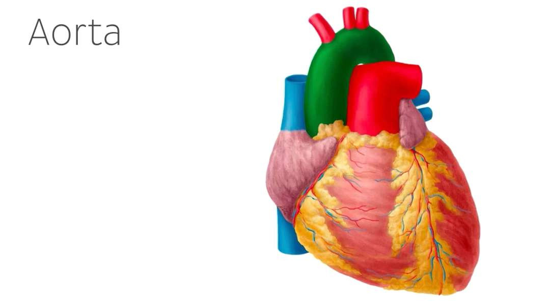 Arteries of the thorax