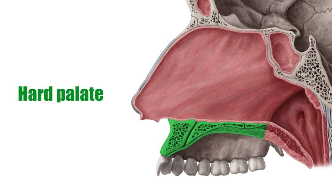 Hard palate