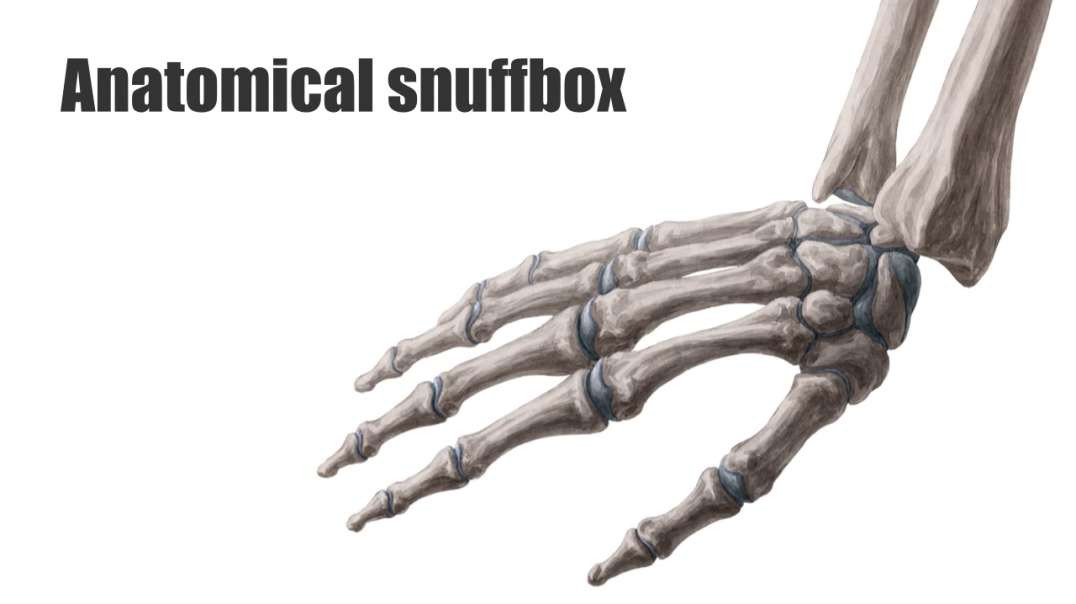 Anatomical snuff box