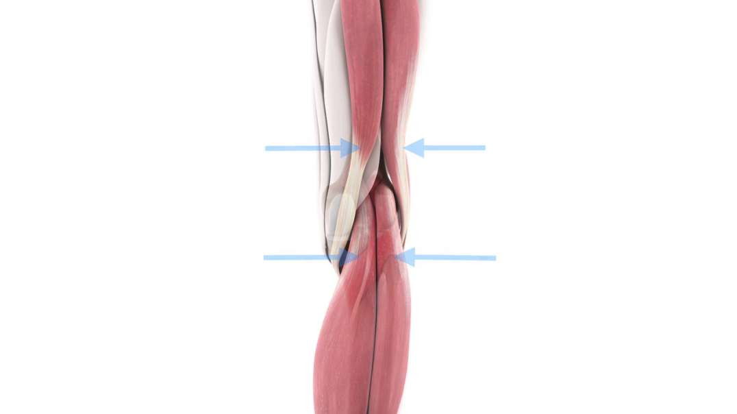 Functions of the popliteus muscle