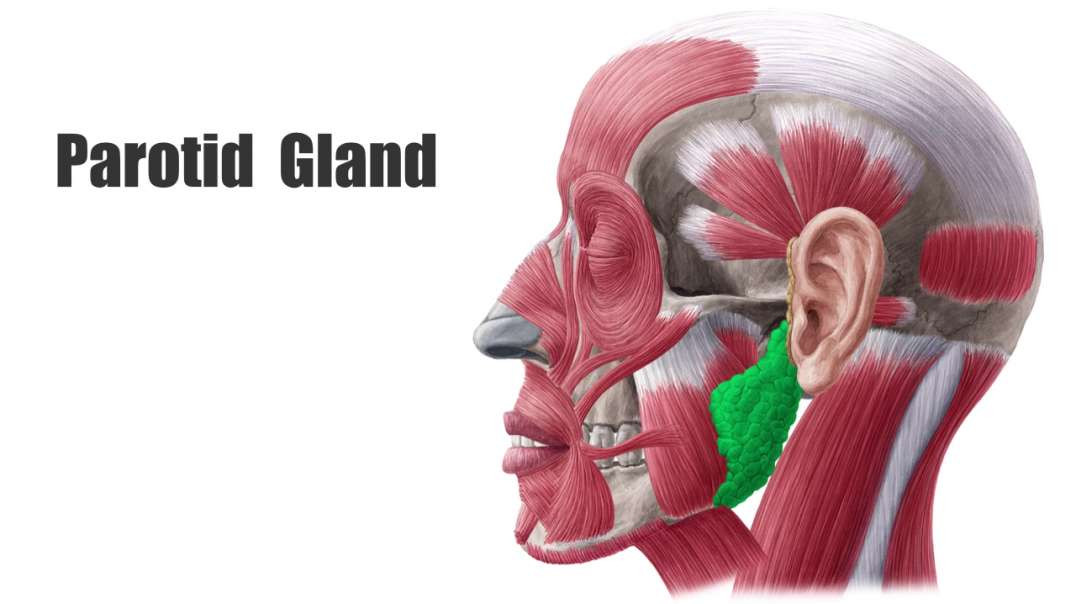 Parotid gland