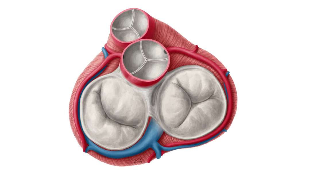 Heart valves