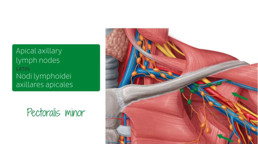 Lymphatics of the female breast