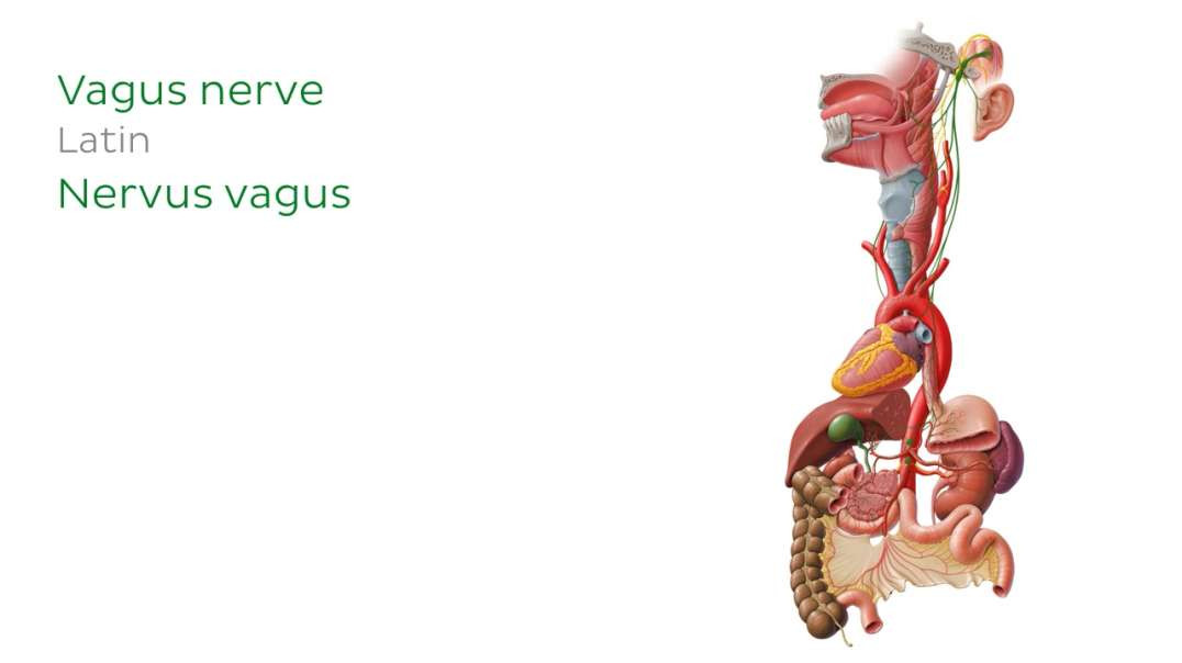 Vagus nerve