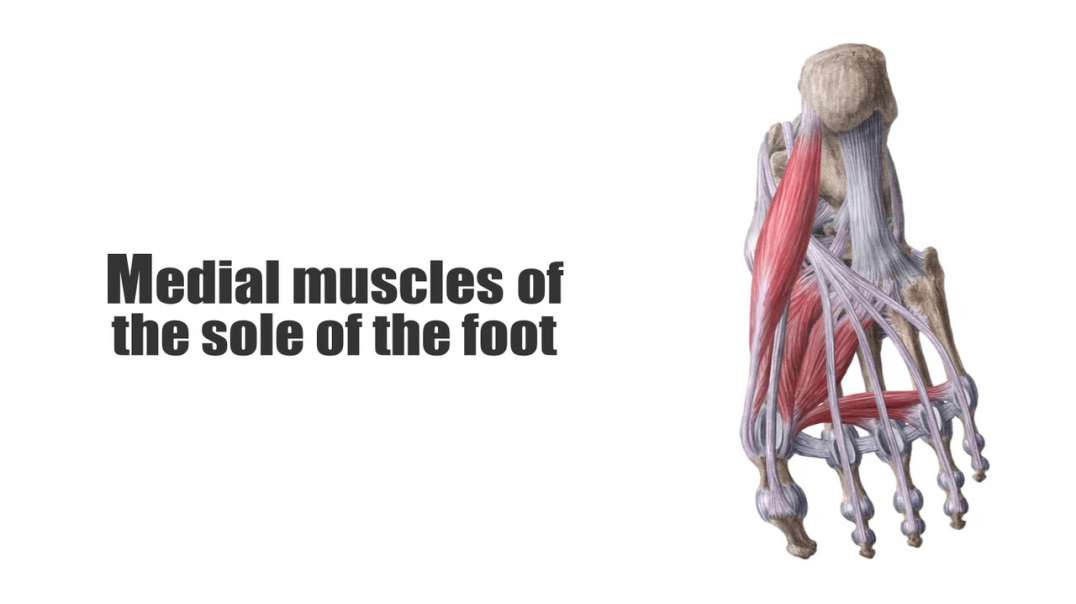Medial muscles of the sole of the foot
