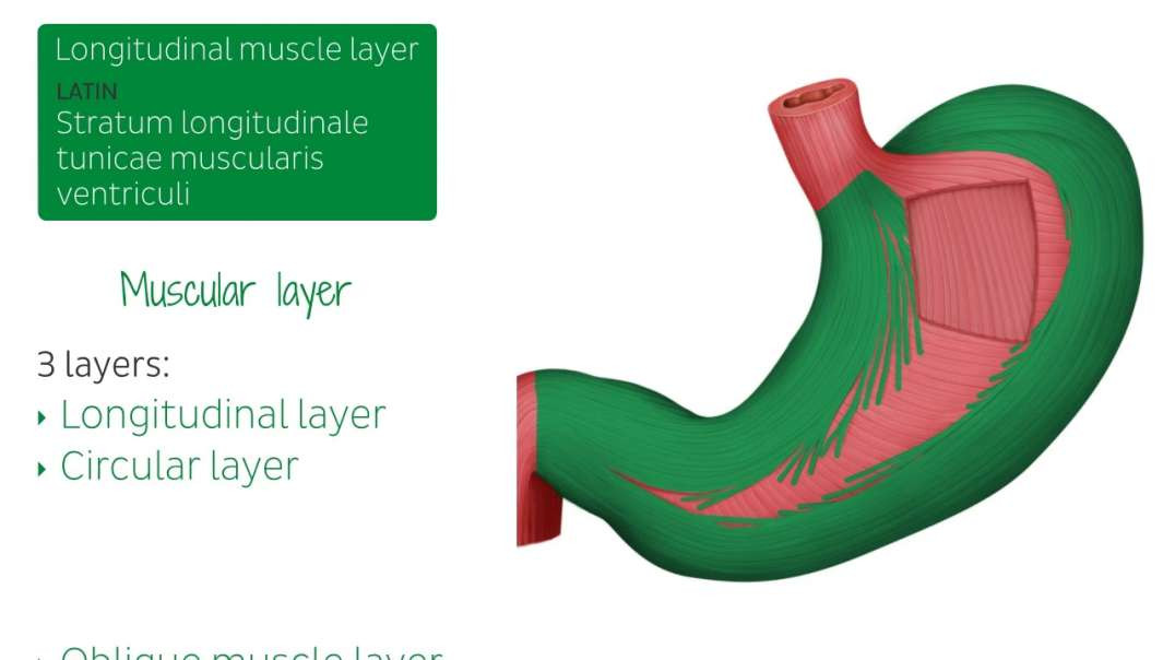 Stomach mucosa and muscle layers