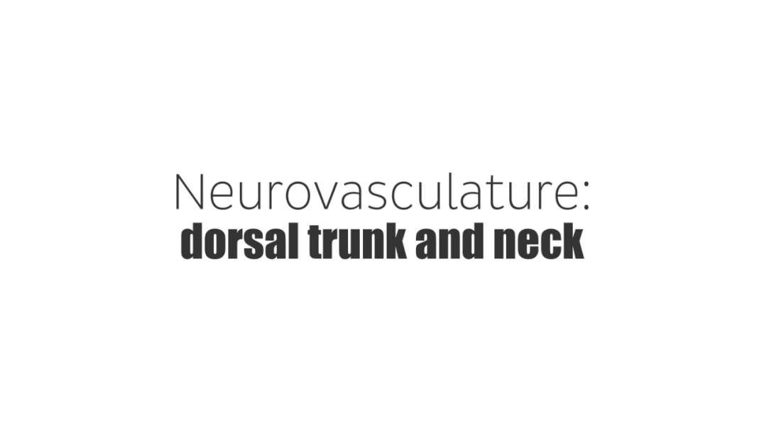 Neurovasculature of dorsal trunk and neck
