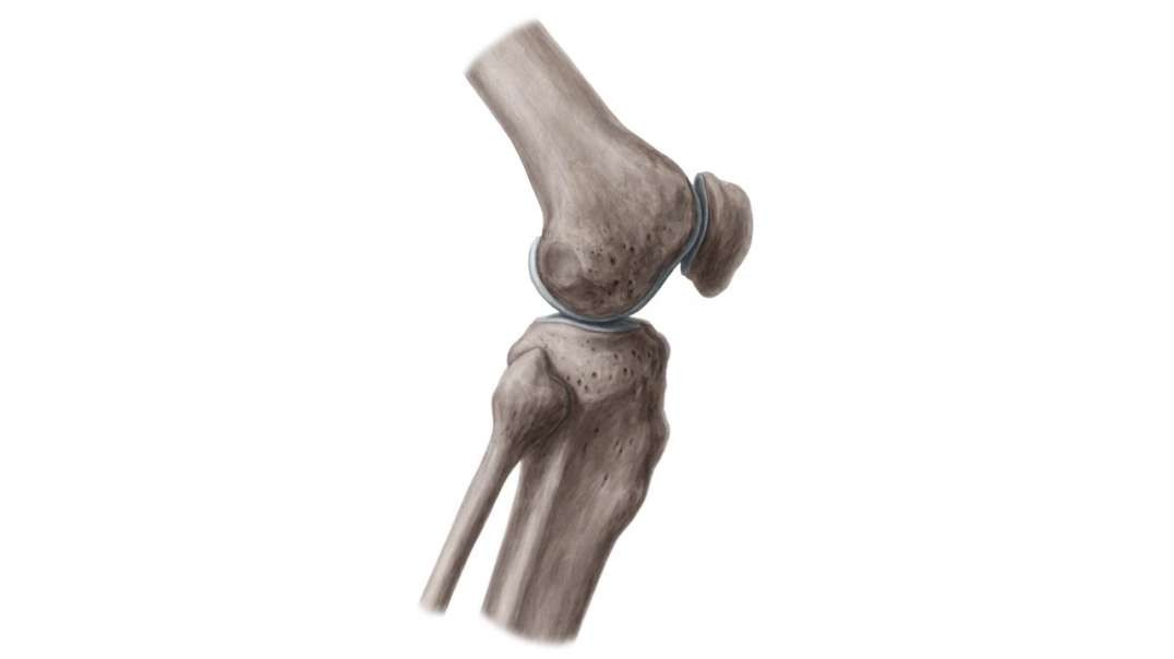 Knee joint