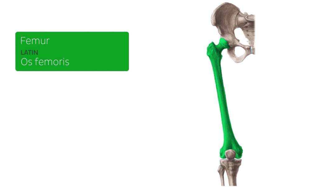 Femur