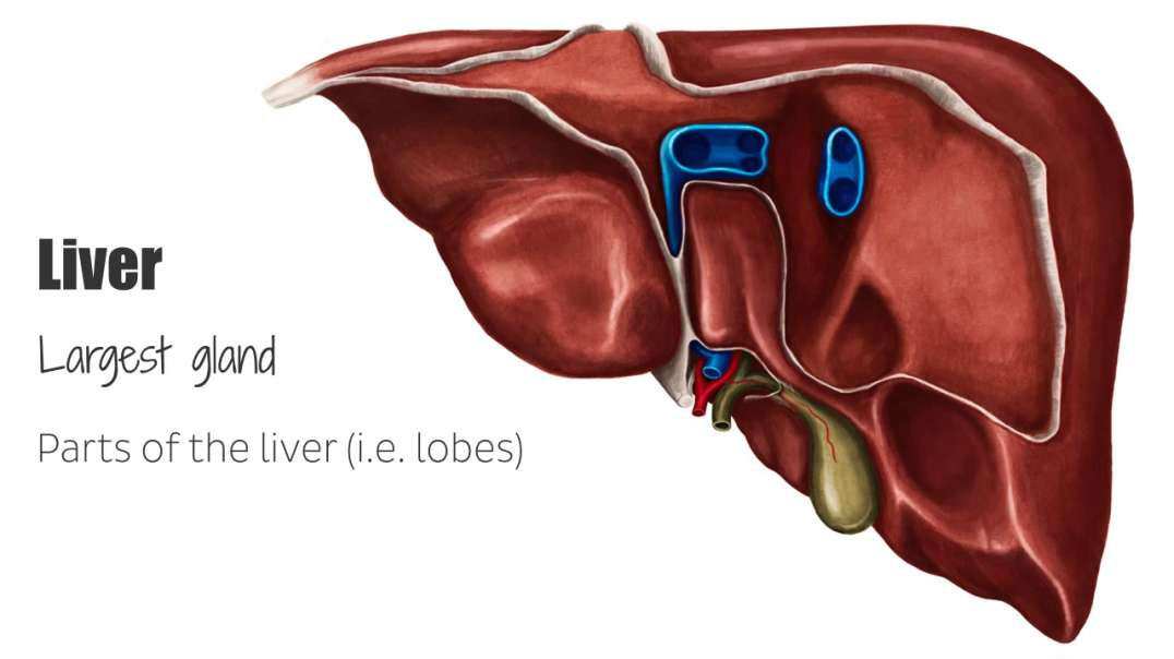 Posterior view of the liver
